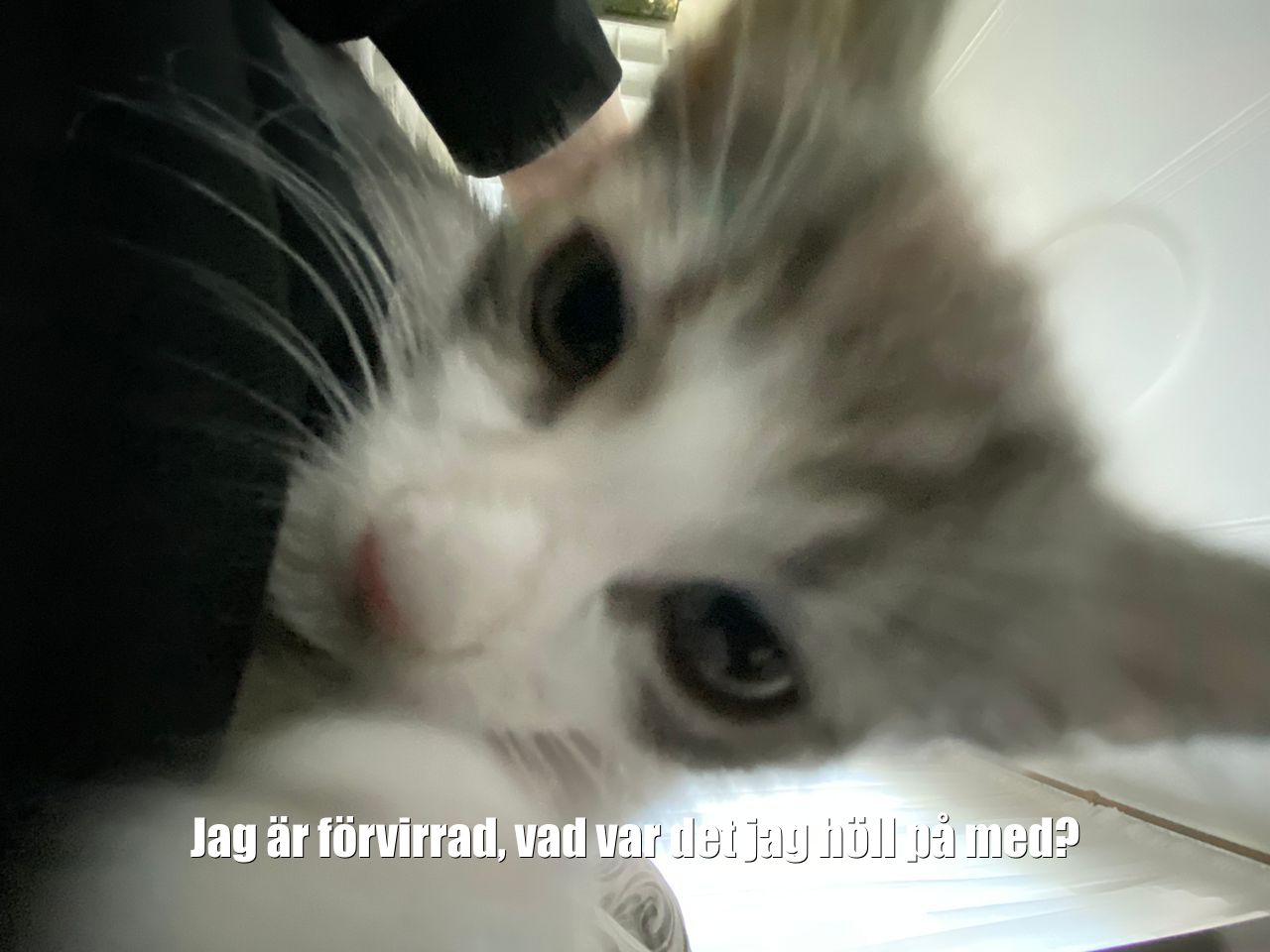 Katt!